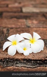 Three white frangipani (plumeria) spa flowers on rough stones