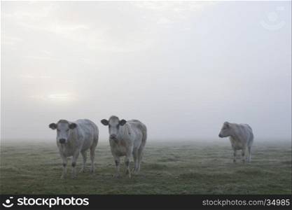 three white meat cows in early moring misty meadow in the netherlands