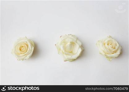 Three white rose head isolated on white background. three white rosebuds