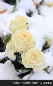 Three white roses in the snow, winter scene