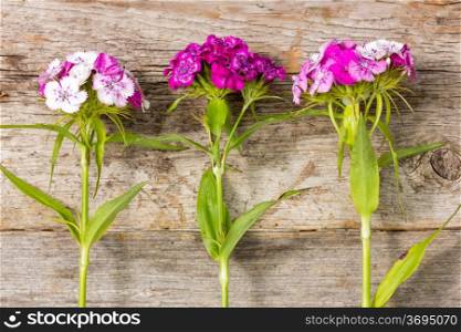 Three wildflowers grow beside the wooden wall