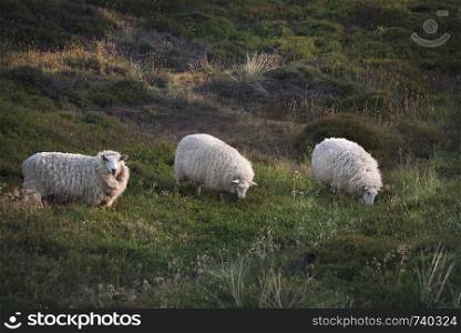 Three woolly sheep, in a row, grazing on a meadow with grass and moss, in the morning, at the golden hour, in Sylt, Germany.