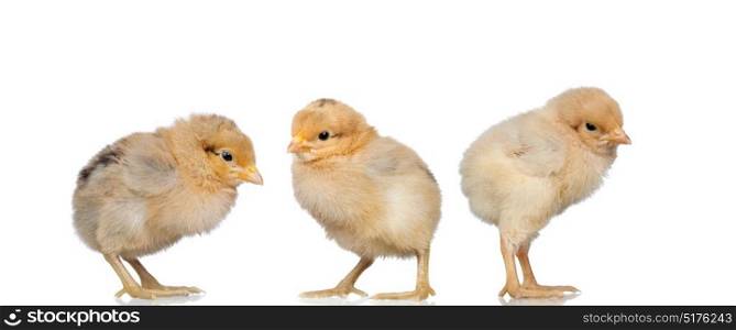Three yellow chickens isolated on a white background
