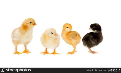 Three yellow chickens looking at one black isolated on a white background