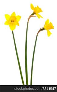 three yellow narcissus on a white background