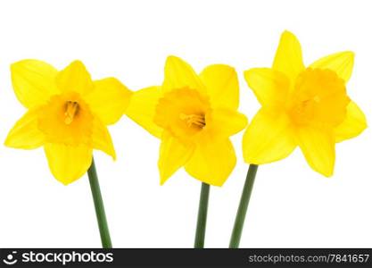 three yellow narcissus on a white background