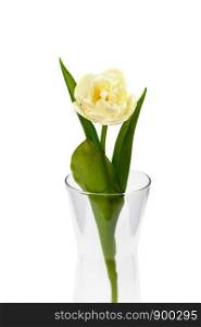 Three yellow tulips in a glass jar. Three yellow tulips in a glass jar. Spring Flowers Tulips on white background