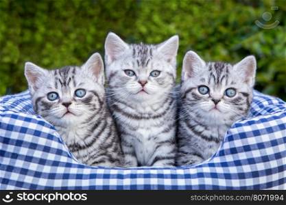Three young british short hair black silver tabby spotted kittens sitting in checkered basket