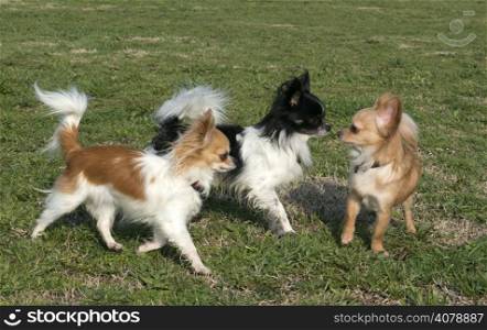three young chihuahuas playing in a garden