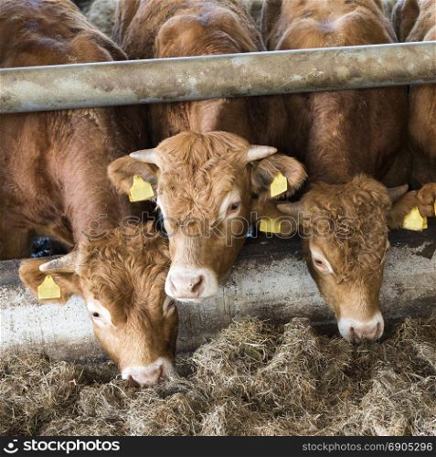 three young limousin bulls feed inside open barn on organic farm in the netherlands near utrecht