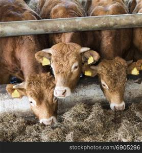 three young limousin bulls feed inside open barn on organic farm in the netherlands near utrecht