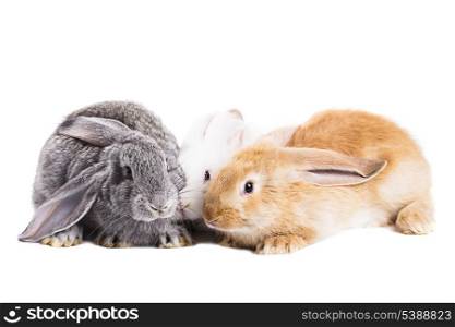 Three young rabbits on white background isolated