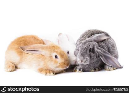 Three young rabbits on white close up