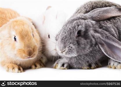 Three young rabbits on white, close up