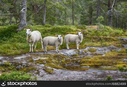three young sheep or lamb looking at the camera in norway in the forest at likholefossen near balestrand