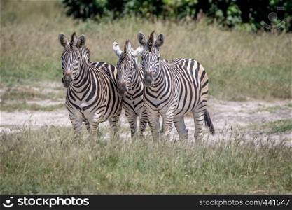 Three Zebras starring at the camera in the Chobe National Park, Botswana.