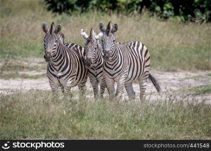Three Zebras starring at the camera in the Chobe National Park, Botswana.