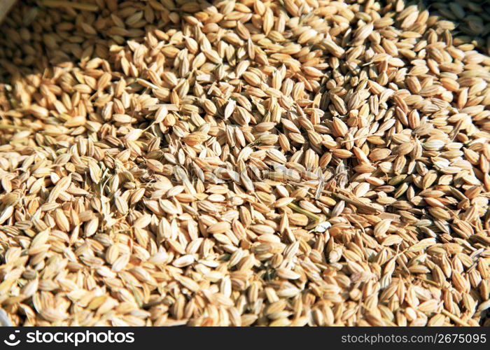 Threshed rice