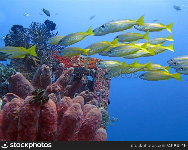 Thriving coral reef alive with marine life and fish, Bali. Thriving coral reef alive with marine life and fish, Bali.