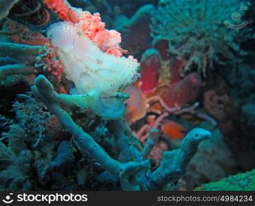 Thriving coral reef alive with marine life and fish, Bali. Thriving coral reef alive with marine life and fish, Bali.