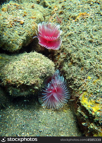 Thriving coral reef alive with marine life and shoals of fish, Bali.