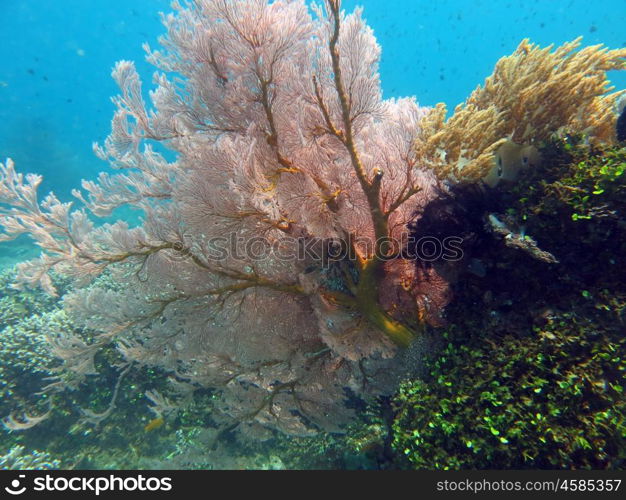 Thriving coral reef alive with marine life and shoals of fish, Bali.