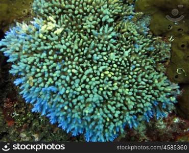 Thriving coral reef alive with marine life and shoals of fish, Bali.