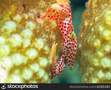 Thriving coral reef alive with marine life and shoals of fish, Bali.