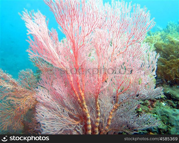 Thriving coral reef alive with marine life and shoals of fish, Bali.