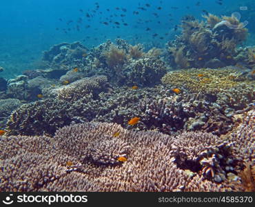 Thriving coral reef alive with marine life and shoals of fish, Bali.