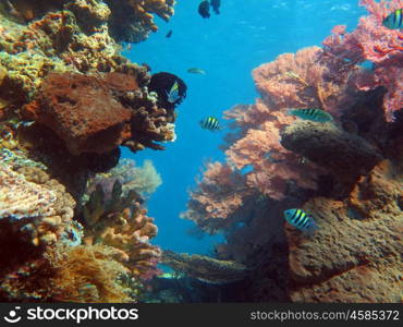 Thriving coral reef alive with marine life and shoals of fish, Bali.