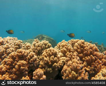 Thriving coral reef alive with marine life and shoals of fish, Bali.