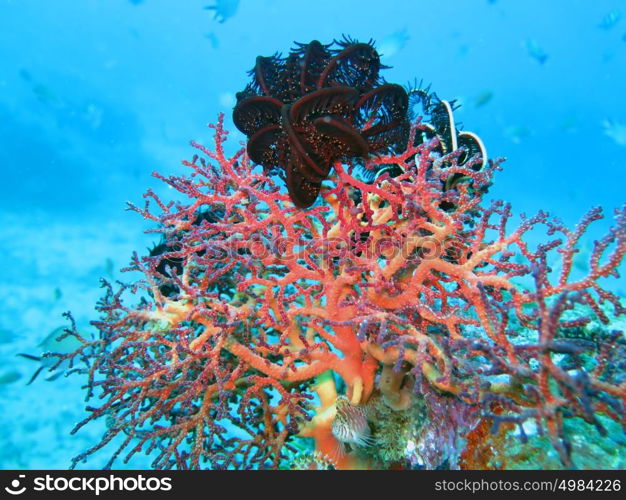 Thriving coral reef alive with marine life and shoals of fish, Bali. Thriving coral reef alive with marine life and shoals of fish, Bali.