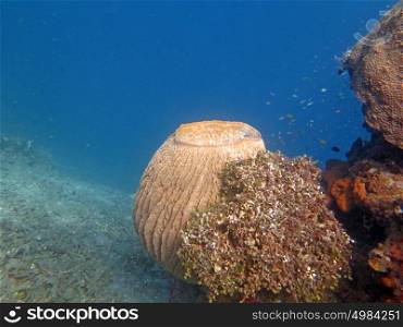Thriving coral reef alive with marine life and shoals of fish, Bali. Thriving coral reef alive with marine life and shoals of fish, Bali.