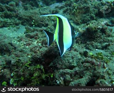 Thriving coral reef alive with marine life and tropical fish (Moorish Idols), Bali.