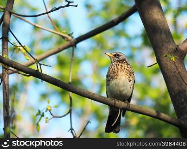 Thrush Fieldfare on a tree in the forest