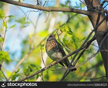 Thrush Fieldfare on a tree in the forest