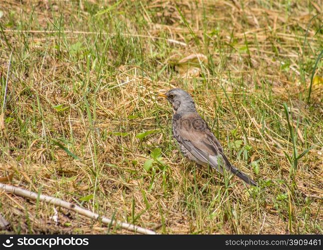 Thrush in the forest