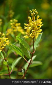 Thryallis are blooming with little golden flower(Galphimia glauca)