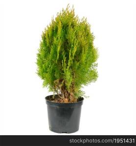 Thuja garden bush in a pot isolated on white background