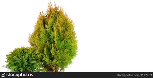 Thuja garden bush in a pot isolated on white background. Wide photo. Free space for text.