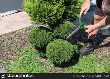 Thuja or boxwood with a hedge trimmer in form cutting