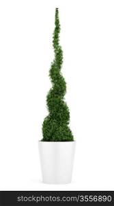 thuja plant in pot isolated on white background