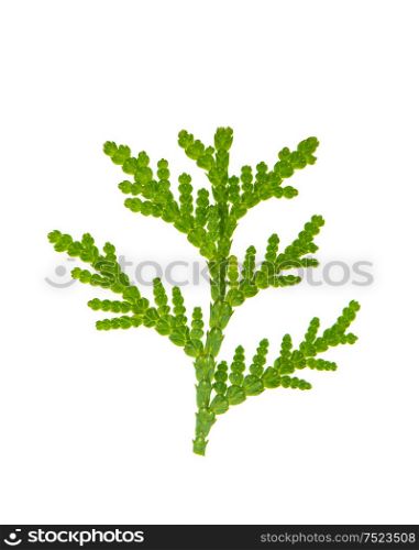 Thuja sprig isolated on white background. Evergreen plant