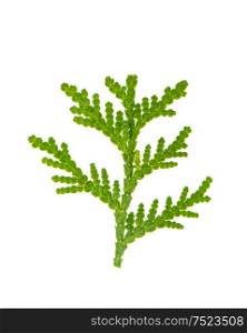 Thuja sprig isolated on white background. Evergreen plant