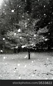 Thunder in the winter, the snow falls among the trees