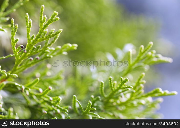 thuya twig in summer sunlight