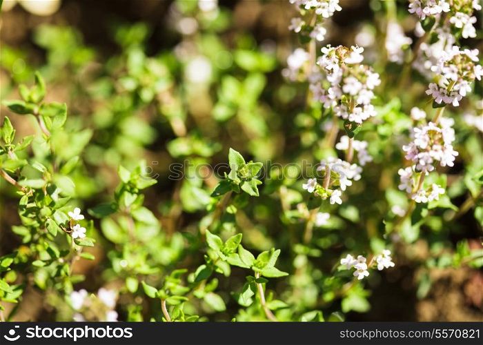 Thyme blossom in the garden close up