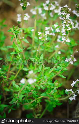 Thyme blossom in the garden close up