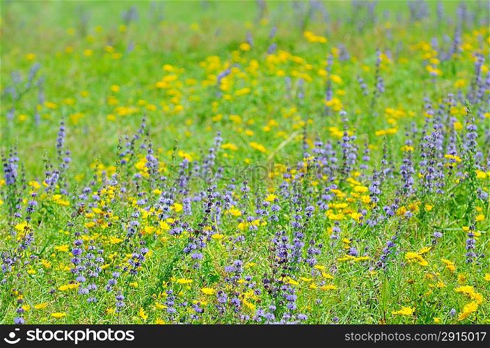 thyme flowers on field in summer time